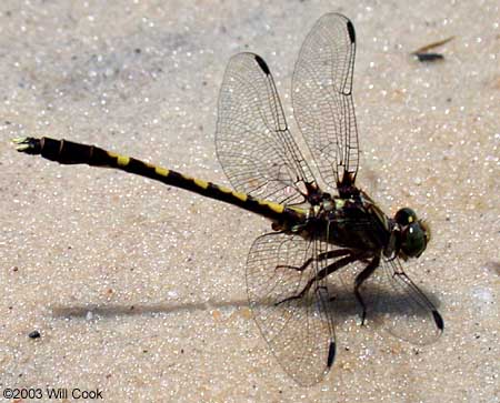 Common Sanddragon (Progomphus obscurus)