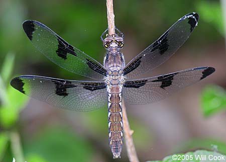 Common Whitetail (Libellula lydia)