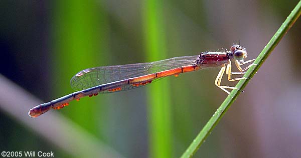 Eastern Red Damsel (Amphiagrion saucium)