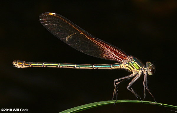 American Rubyspot (Hetaerina americana)