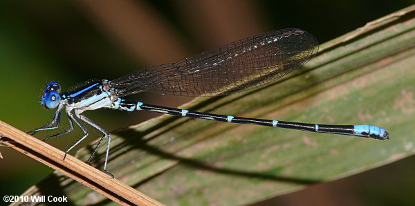 Blue-ringed Dancer (Argia sedula)