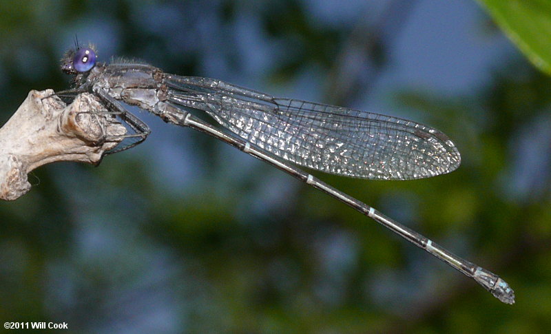 damselfly