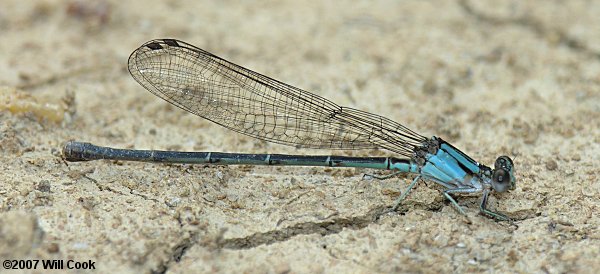 Blue-fronted Dancer (Argia apicalis)