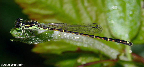 Fragile Forktail (Ischnura posita)