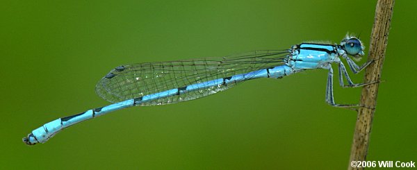 Familiar Bluet (Enallagma civile)