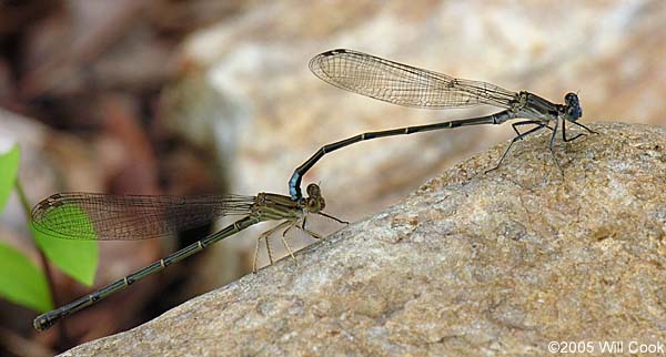 Blue-fronted Dancer (Argia apicalis)