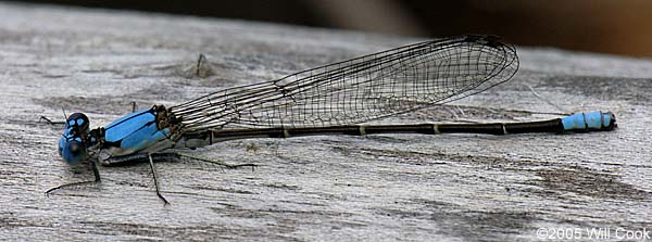 Blue-fronted Dancer (Argia apicalis)