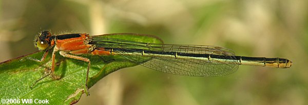 Rambur's Forktail (Ischnura ramburii)