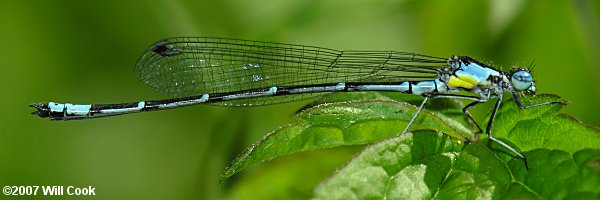 Aurora Damsel (Chromagrion conditum)