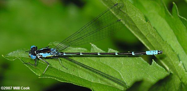 Aurora Damsel (Chromagrion conditum)