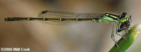 Fragile Forktail (Ischnura posita)