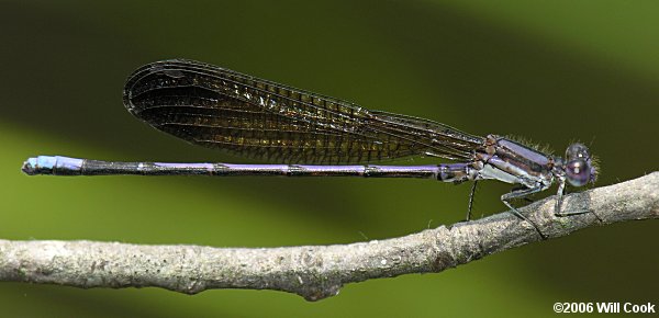 Variable Dancer (Argia fumipennis)