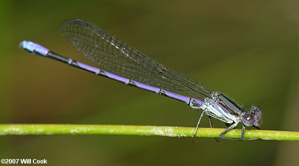 Variable Dancer (Argia fumipennis)