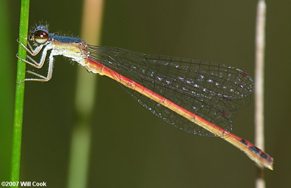 Eastern Red Damsel (Amphiagrion saucium)