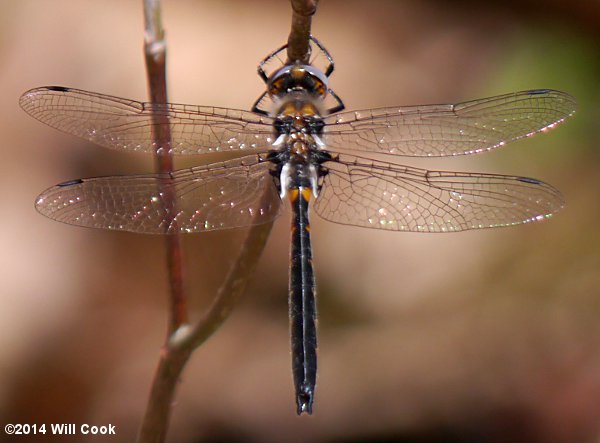 Selys's Sundragon (Helocordulia selysii)