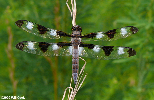 Twelve-spotted Skimmer (Libellula pulchella)