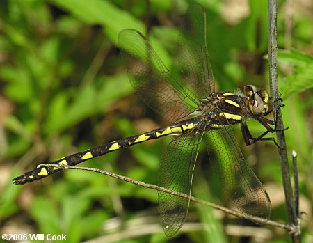 Brown Spiketail (Cordulegaster bilineata)