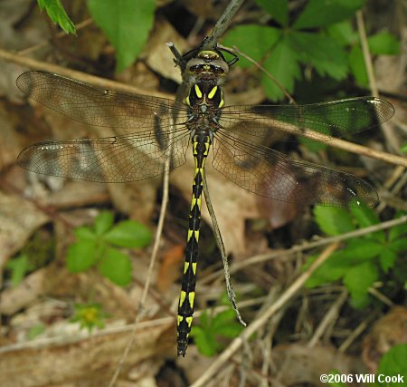 Brown Spiketail (Cordulegaster bilineata)