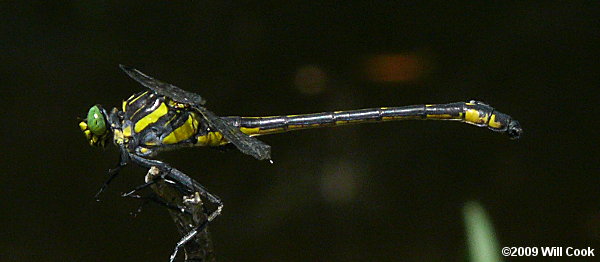 Dragonhunter (Hagenius brevistylus)