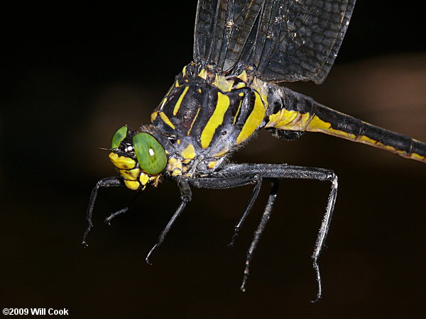 Dragonhunter (Hagenius brevistylus)