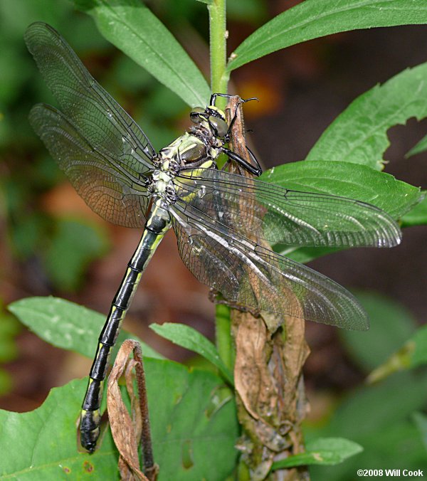 Dragonhunter (Hagenius brevistylus)