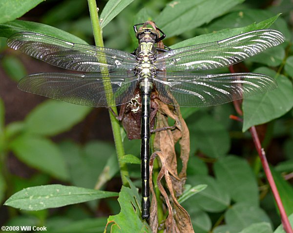 Dragonhunter (Hagenius brevistylus)