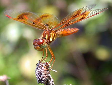 Eastern Amberwing (Perithemis tenera)