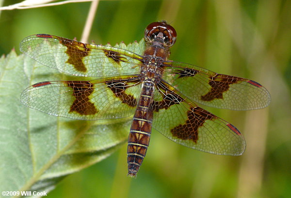 Eastern Amberwing (Perithemis tenera)