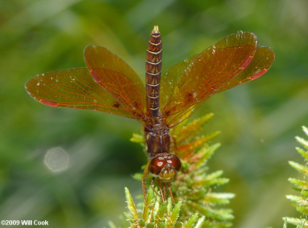 Eastern Amberwing (Perithemis tenera)