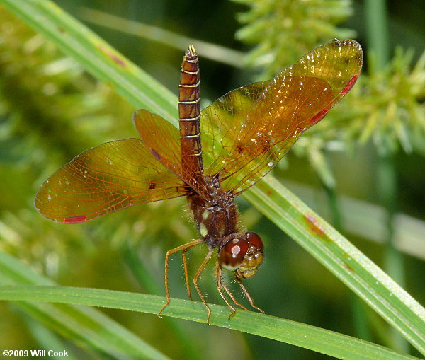 Eastern Amberwing (Perithemis tenera)