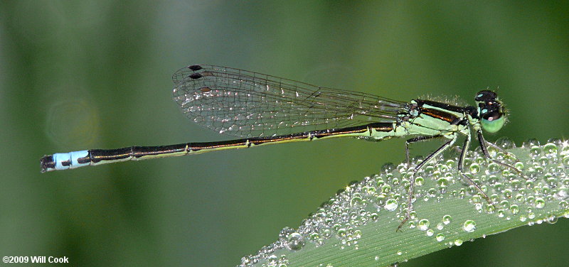 Eastern Forktail (Ischnura verticalis)