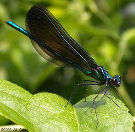 Ebony Jewelwing (Calopteryx maculata)