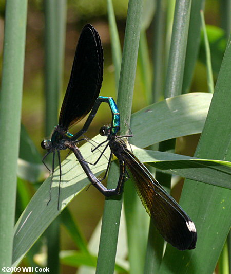 Ebony Jewelwing (Calopteryx maculata) mating wheel