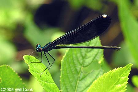 Ebony Jewelwing (Calopteryx maculata)