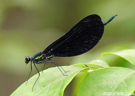 Ebony Jewelwing (Calopteryx maculata)