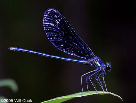 Ebony Jewelwing (Calopteryx maculata)