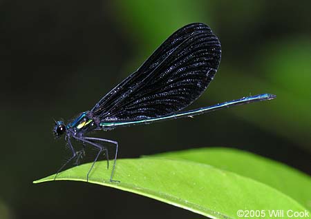 Ebony Jewelwing (Calopteryx maculata)