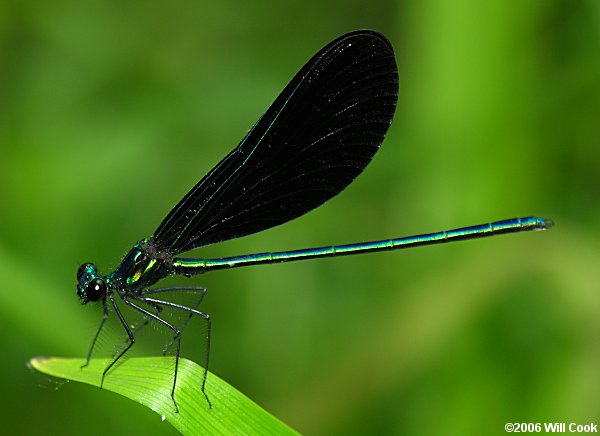 Ebony Jewelwing (Calopteryx maculata)