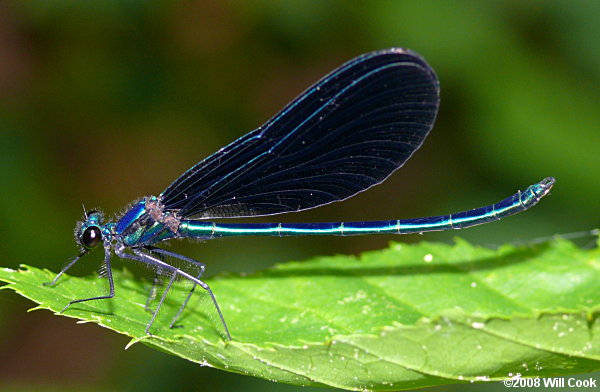 Ebony Jewelwing (Calopteryx maculata)