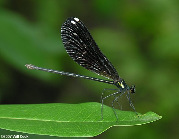 Ebony Jewelwing (Calopteryx maculata)