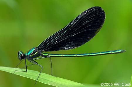 Ebony Jewelwing (Calopteryx maculata)