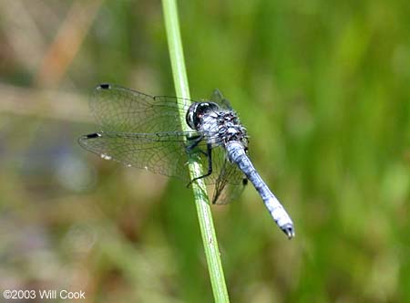 Elfin Skimmer (Nannothemis bella)