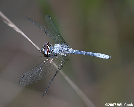 Elfin Skimmer (Nannothemis bella)