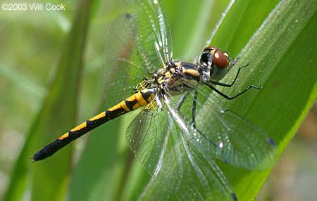 Faded Pennant (Celithemis ornata)