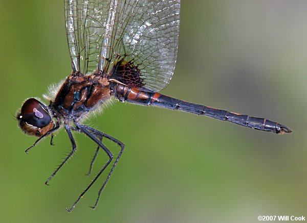 Faded Pennant (Celithemis ornata)