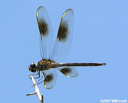 Four-spotted Pennant (Brachymesia gravida)