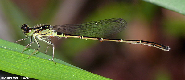 Fragile Forktail (Ischnura posita)