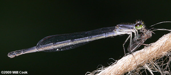 Fragile Forktail (Ischnura posita)