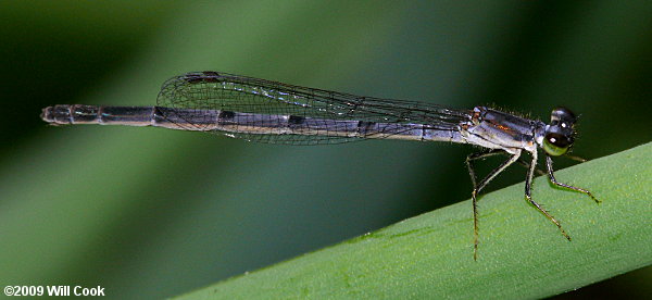 Fragile Forktail (Ischnura posita)