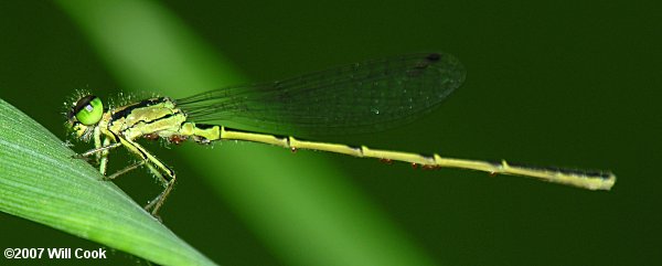 Fragile Forktail (Ischnura posita)